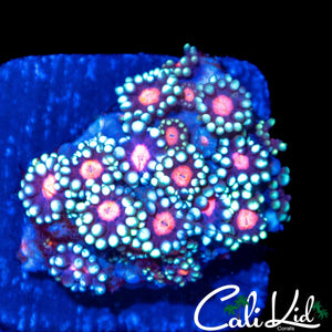 TRI COLOR GONI