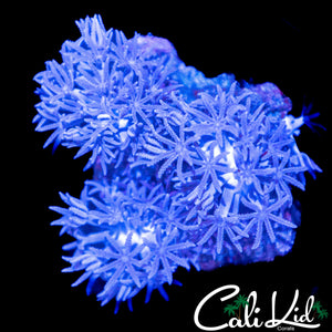 PULSATING XENIA CHUNK