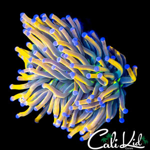 TWO TONE BANANA TORCH