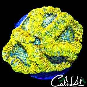 AMAZING ACAN MINI COLONY