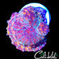 CK MR FREAK BOUNCE MUSHROOM
