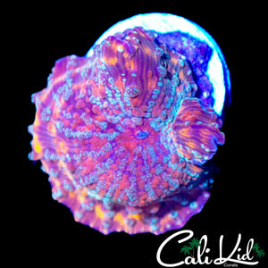 CK MR FREAK BOUNCE MUSHROOM