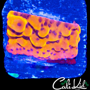 CK BUBONIC MONTI