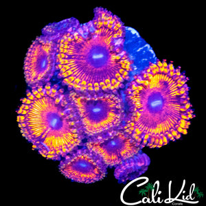 MAUL TYPE ZOA MINI COLONY
