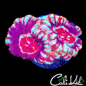 WHITE ZOMBIE ASIAN ACAN TRIPLE