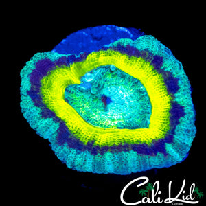 LEMON RING ACAN