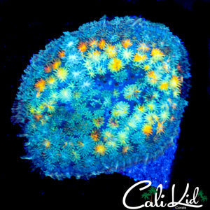 LARGE RAINBOW PIN CUSHION MUSHROOM