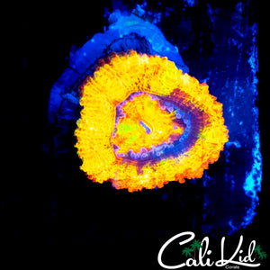 CK ABERAMA GOLD ACAN *NEW RELEASE*