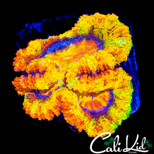 CK ABERAMA GOLD ACAN *NEW RELEASE*