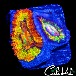 CK ABERAMA GOLD ACAN DOUBLE *NEW RELEASE*
