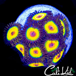 RASTA ZOA MINI COLONY