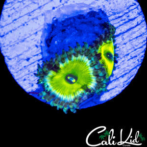 MYSTERY ZOA DOUBLE