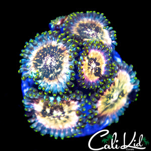 SOUR PUNCH ZOA MINI COLONY