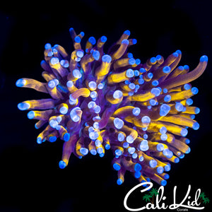 FAT TENTACLE INDO GOLD TORCH