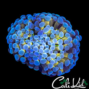 GOLDEN BRANCHING CRISTATA