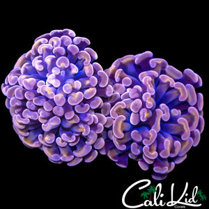 PURPLE / GOLD BRANCHING HAMMER DOUBLE