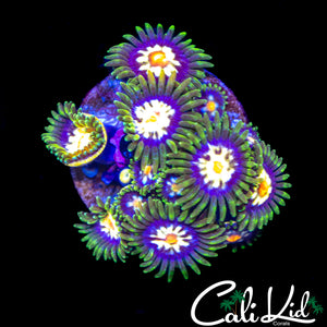 SUNFLOWER ZOA MINI COLONY