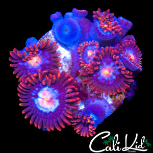 SUPERMAN ZOA MINI COLONY