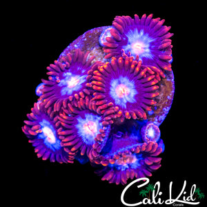 SUPERMAN ZOA MINI COLONY