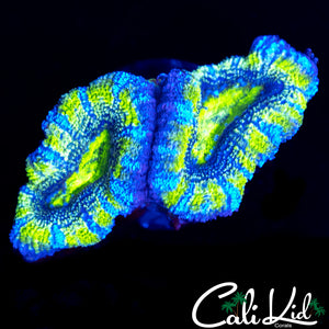 ULTRA ACAN DOUBLE