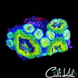 RASTA ACAN MINI COLONY