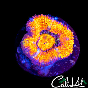 MYSTERY ACAN