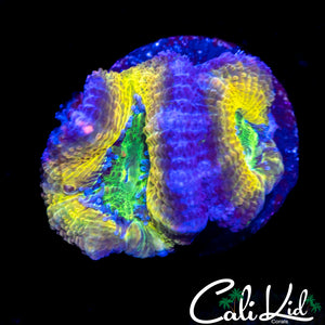 CK LEMON HEAD ACAN DOUBLE