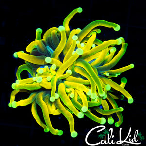 CK GOD TORCH
