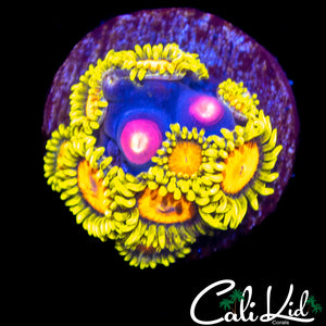 CK BLAZIN CAJUN MINI COLONY