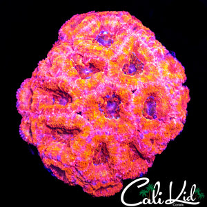 FRECKLED ACAN MORPH COLONY