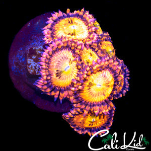 SAKURA SUNSET MINI COLONY