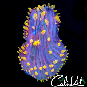 RAINBOW DIASERIS