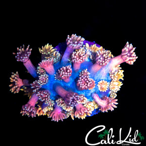 MALAYSIAN RAINBOW GONI