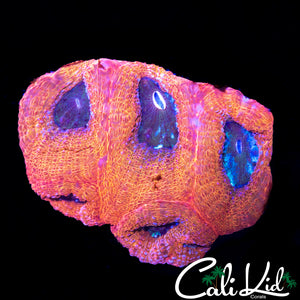 PASTEL BOWERBANKI