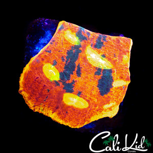 INDO RAINBOW CHALICE