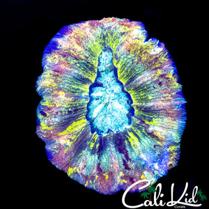RAINBOW SPLATTER TRACHY