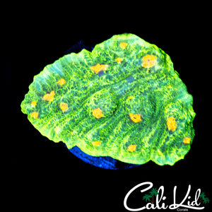 SPACE INVADER CHALICE