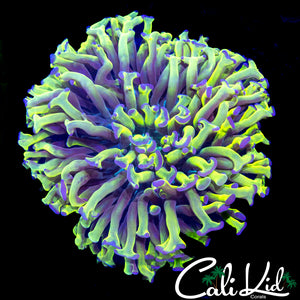 GREEN / PURPLE TIP HAMMER