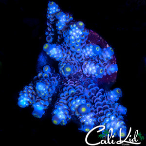 RAINBOW TENIUS MINI COLONY