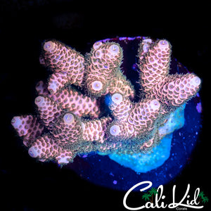BLOOD ORANGE MILLI COLONY