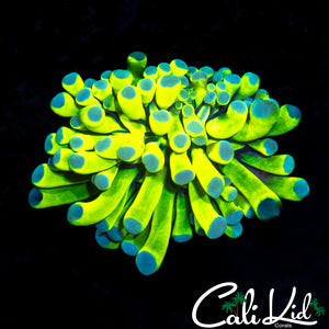 CK AQUACULTURED BABY PRENUP 2.0