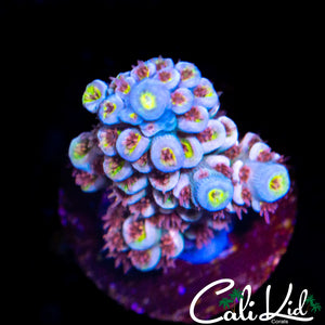 AMAZING PINK POLYP TENIUS