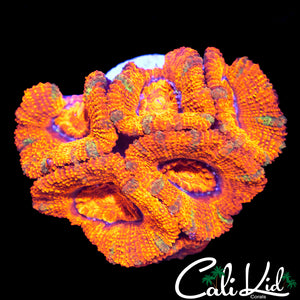 ULTRA ACAN LORD MINI COLONY