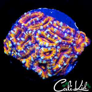 INSANE RAINBOW ACAN COLONY