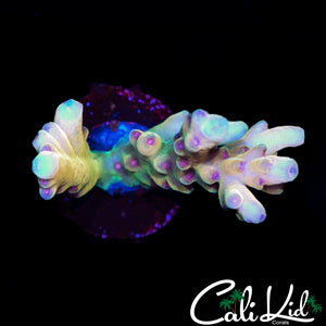 FRUIT PEBBLES LOKANI