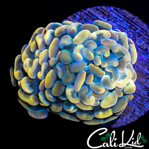 GOLDEN EYE BRANCHING HAMMER