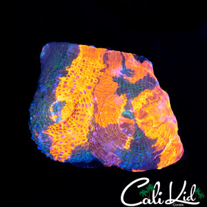 RAINBOW SPLATTER CHALICE