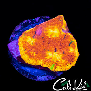 INDO RAINBOW CHALICE FRAG