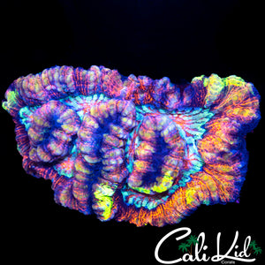 EXTREME RAINBOW WILSONI