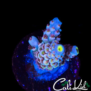 PINK POYLP TENIUS